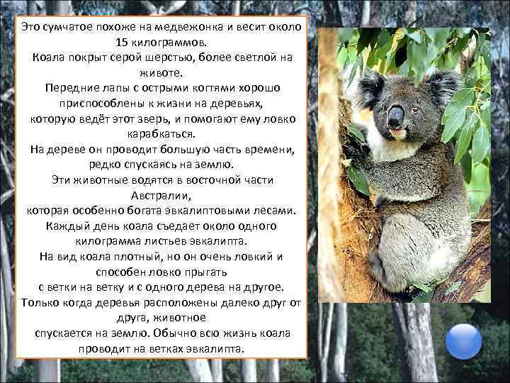 Факты о коалах. Информация о коале. Коала интересные факты.