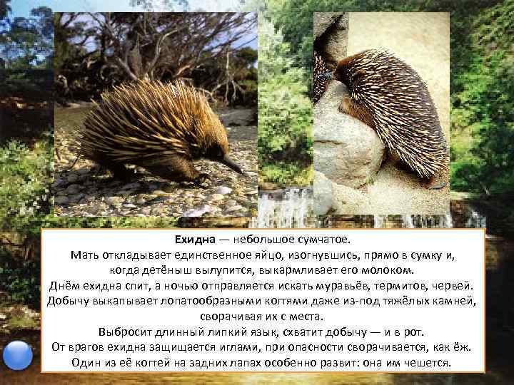 Ехидна — небольшое сумчатое. Мать откладывает единственное яйцо, изогнувшись, прямо в сумку и, когда