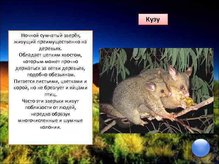 Кузу Ночной сумчатый зверёк, живущий преимущественно на деревьях. Обладает цепким хвостом, которым может прочно
