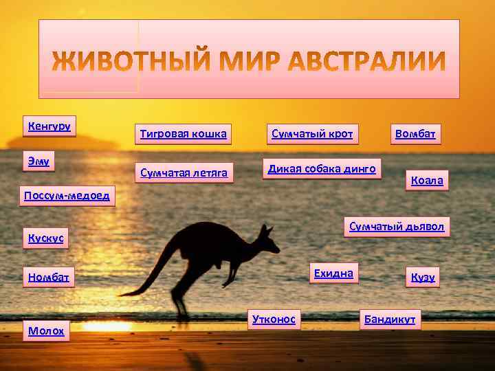 Кенгуру Эму Тигровая кошка Сумчатая летяга Сумчатый крот Вомбат Дикая собака динго Коала Поссум-медоед