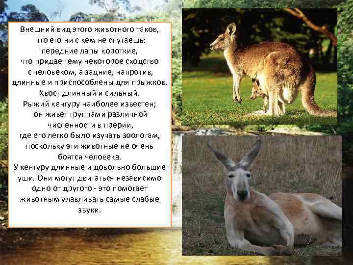 Внешний вид этого животного таков, что его ни с кем не спутаешь: передние лапы