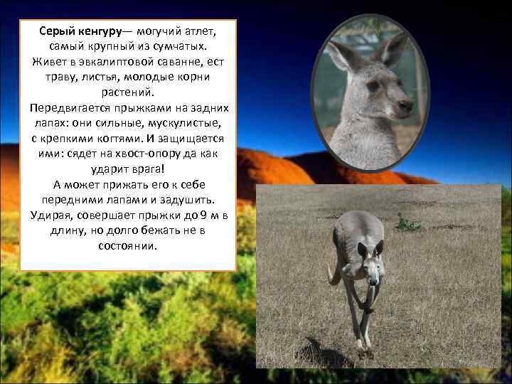 Серый кенгуру— могучий атлет, самый крупный из сумчатых. Живет в эвкалиптовой саванне, ест траву,