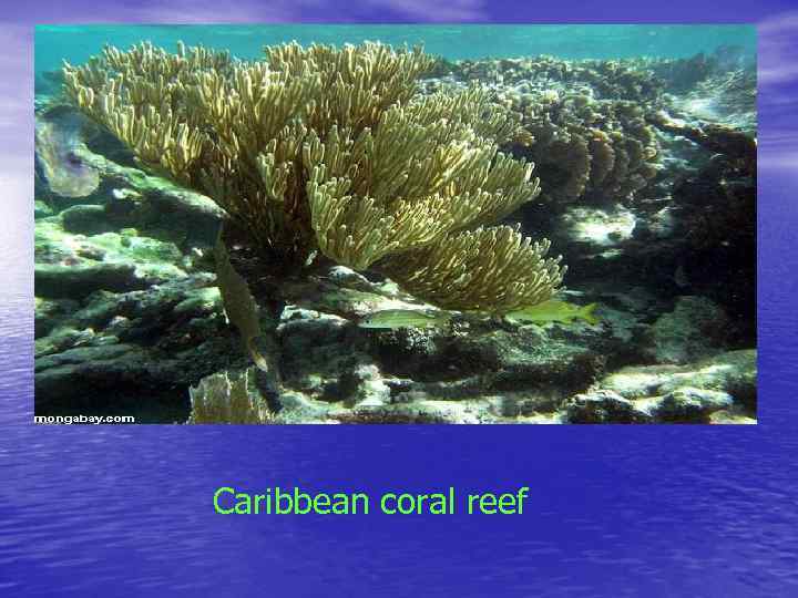  Caribbean coral reef 