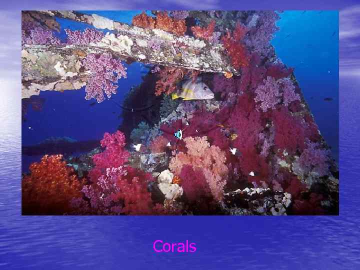  Corals 