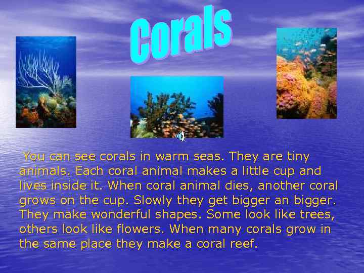 You can see corals in warm seas. They are tiny animals. Each coral animal