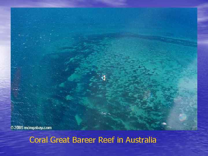  Coral Great Bareer Reef in Australia 