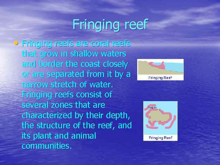 Fringing reef • Fringing reefs are coral reefs that grow in shallow waters and