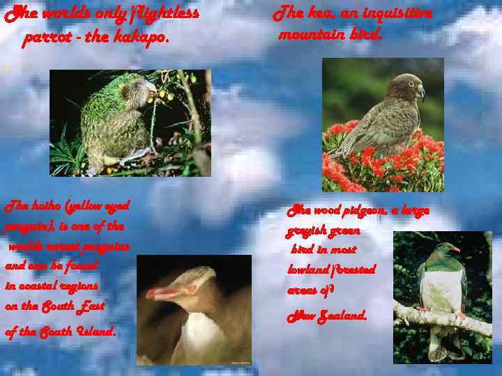 The worlds only flightless parrot - the kakapo. . The hoiho (yellow eyed penguin),