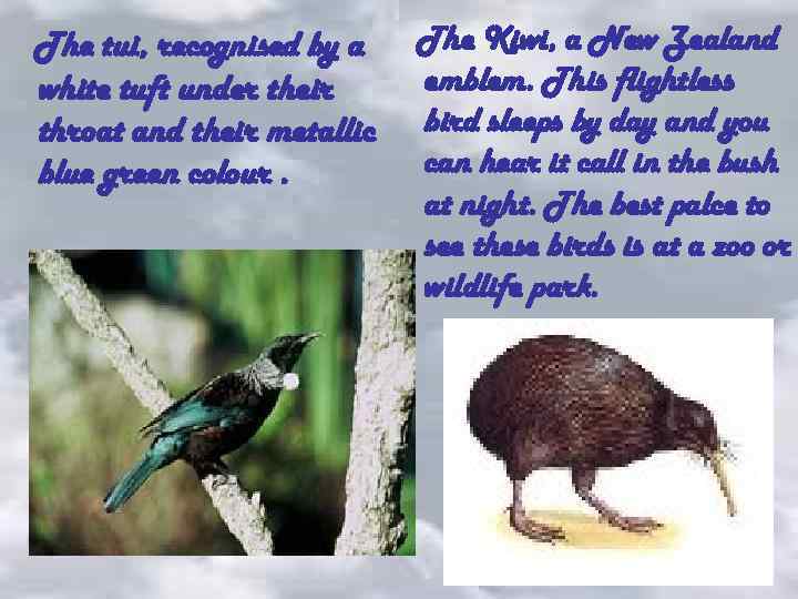 The tui, recognised by a white tuft under their throat and their metallic blue