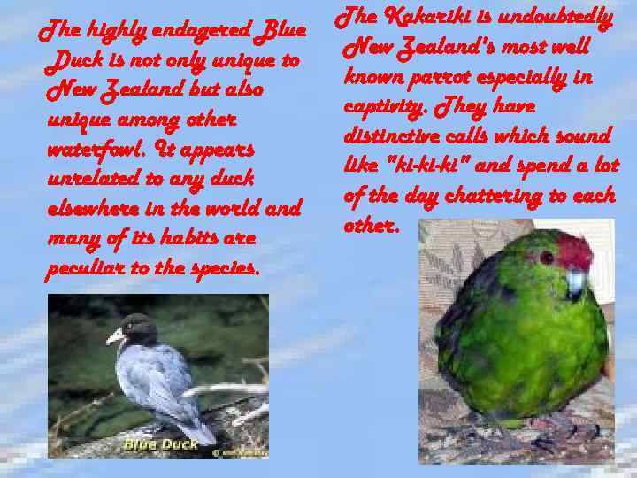  The highly endagered Blue Duck is not only unique to New Zealand but