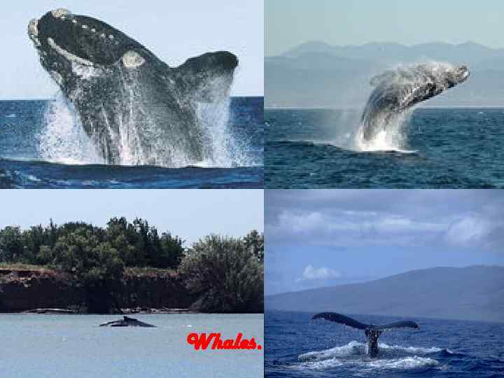 Whales. 