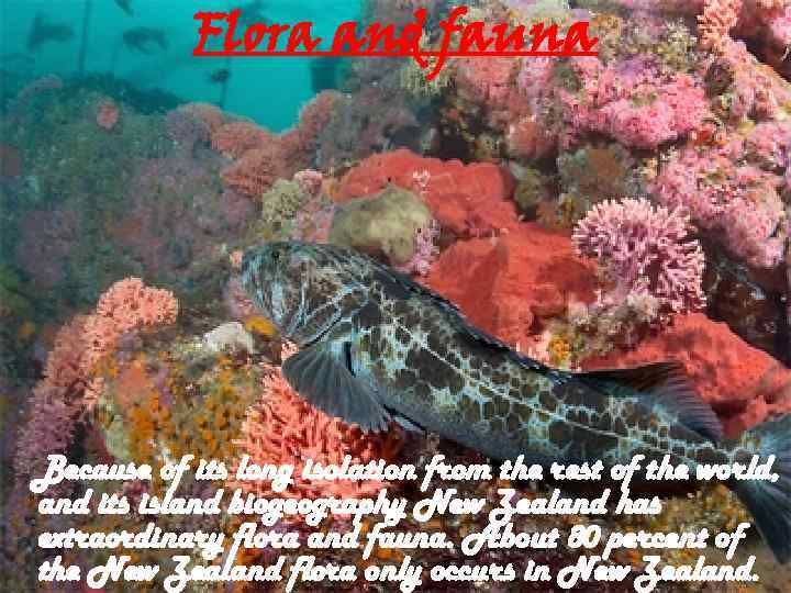 Flora and fauna Because of its long isolation from the rest of the world,