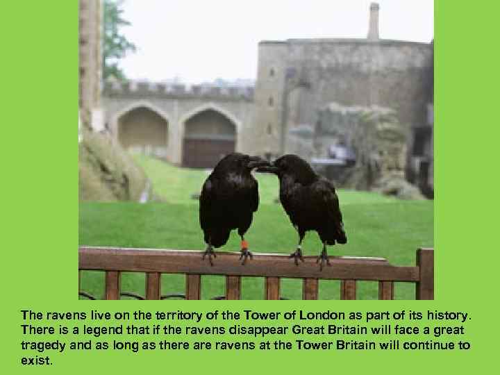 The ravens live on the territory of the Tower of London as part of