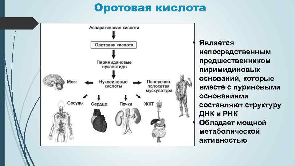 Схема метаболического пути в ходе которого происходит утилизация кислорода в тканях