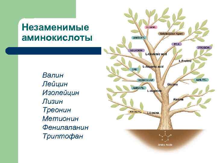Незаменимые аминокислоты Валин Лейцин Изолейцин Лизин Треонин Метионин Фенилаланин Триптофан 