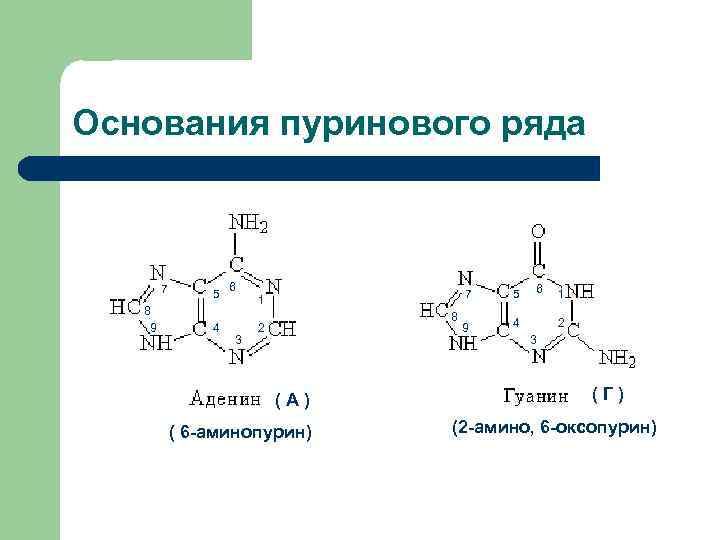 Основания пуринового ряда 7 8 9 5 4 6 3 7 1 8 2