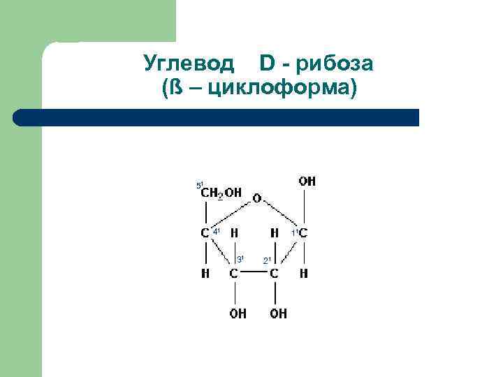 Клетка углевода рисунок. Углеводы формула рибозы. Рибоза это углевод. Рибоза нумерация. Рибоза пятиуглеродный углевод.