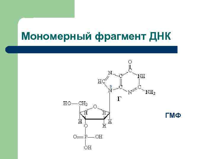 Фрагмент днк