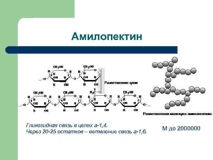 Амилопектин Гликозидная связь в цепях а-1, 4. Через 20 -25 остатков – ветвление связь