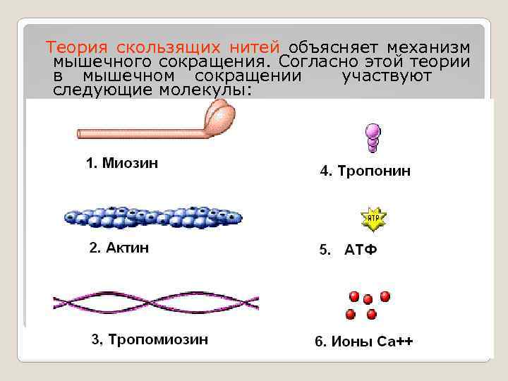 Сокращение мышечной ткани