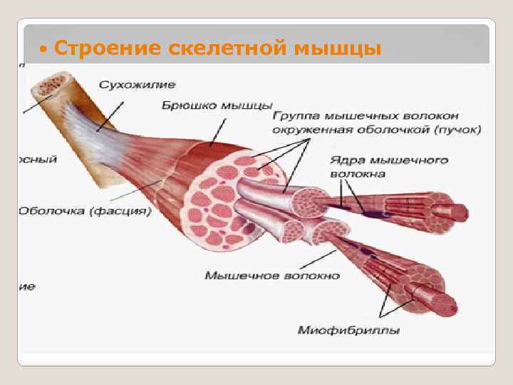 Скелетная мышца мышечное. Строение скелетной мускулатуры схема. Строение мышечной ткани скелетных мышц. Строение волокна скелетной мышцы. Скелетная мышечная ткань строение.