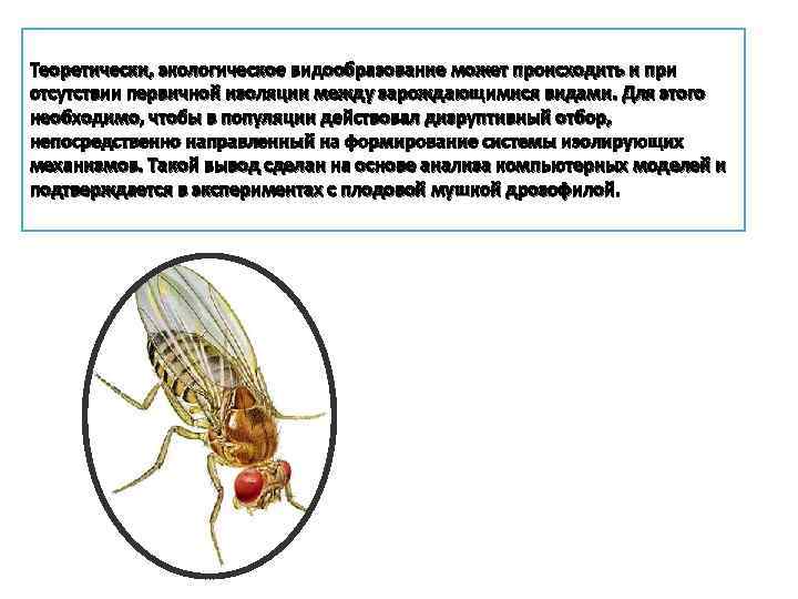 Теоретически, экологическое видообразование может происходить и при отсутствии первичной изоляции между зарождающимися видами. Для