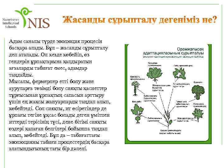 Эволюциялық үдерістегі өзгергіштіктің рөлі презентация