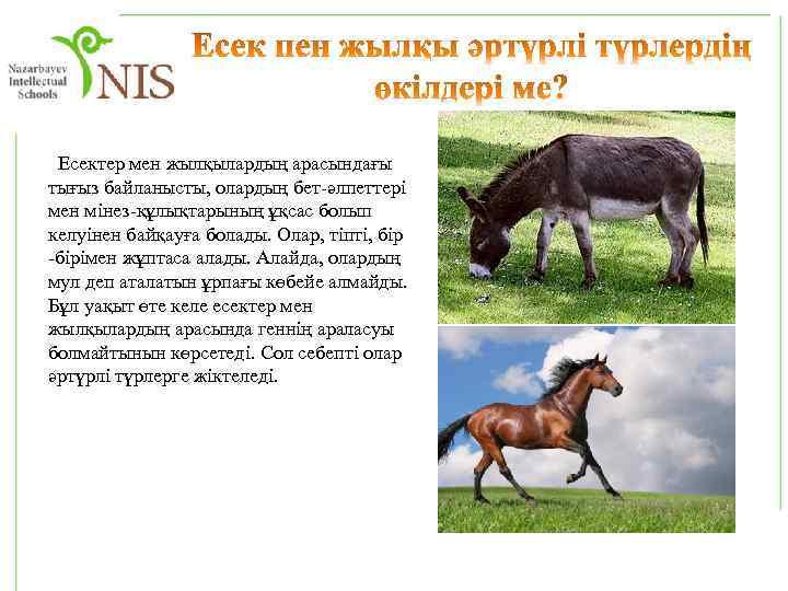  Есектер мен жылқылардың арасындағы тығыз байланысты, олардың бет-әлпеттері мен мінез-құлықтарының ұқсас болып келуінен