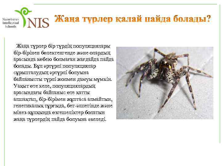  Жаңа түрлер бір түрдің популяциялары бір-бірінен бөлектенгенде және олардың арасында көбею болмаған жағдайда