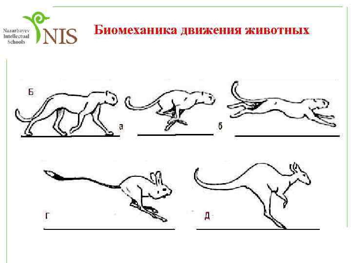 Движение животных проект