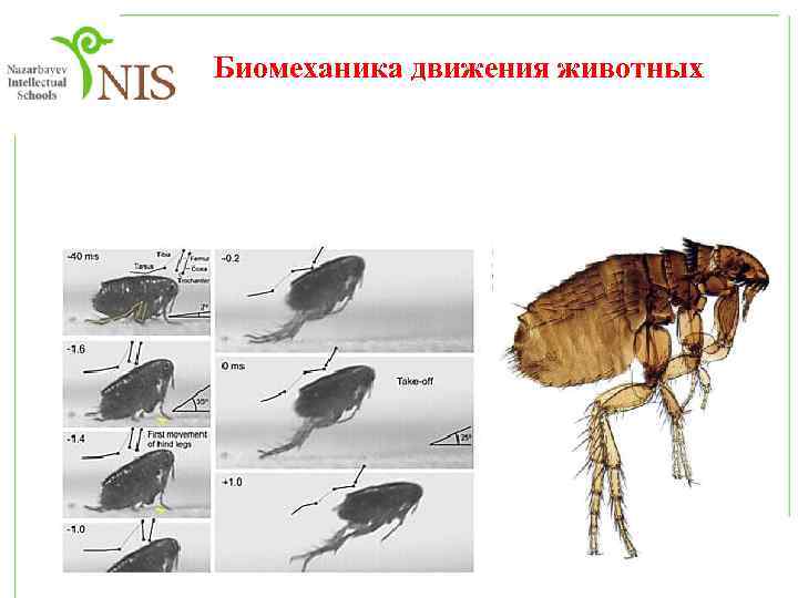 Биомеханика движения животных 