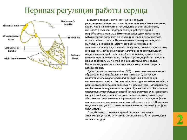 Биофизика нервного импульса. Какие рецепторы воспринимают изменение давления крови. Количество нервных импульсов в проводящей системе сердца. Работа сердца формула биофизика.