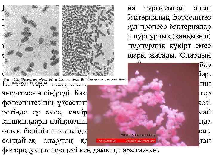 Бактериялық фотосинтез эволюция тұрғысынан алып қарағанда өте ертеде пайда болған. Бактериялық фотосинтез немесе фоторедукция