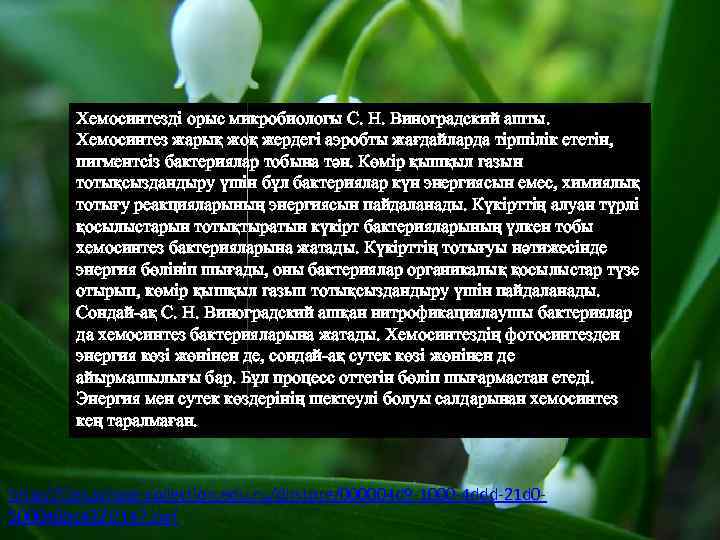 Хемосинтезді орыс микробиологы С. Н. Виноградский ашты. Хемосинтез жарық жоқ жердегі аэробты жағдайларда тіршілік