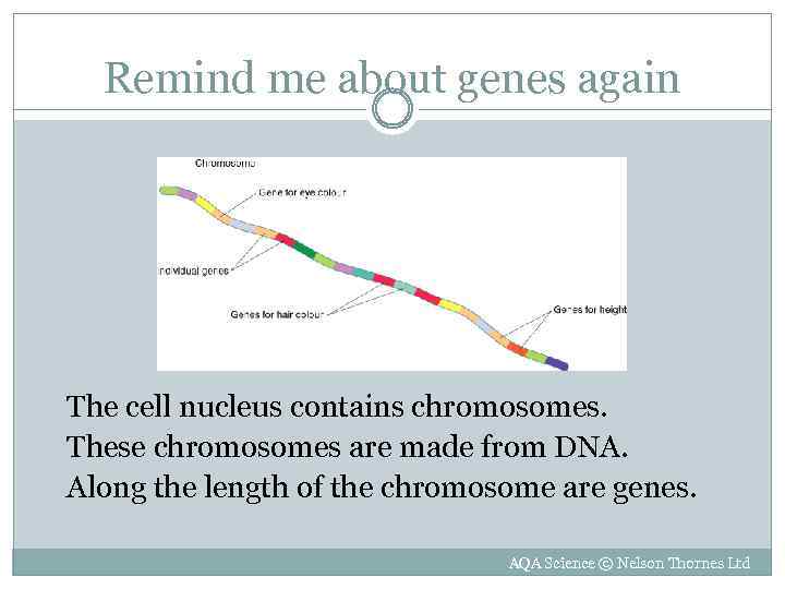 Remind me about genes again The cell nucleus contains chromosomes. These chromosomes are made