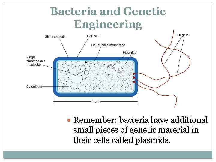 Bacteria and Genetic Engineering Remember: bacteria have additional small pieces of genetic material in