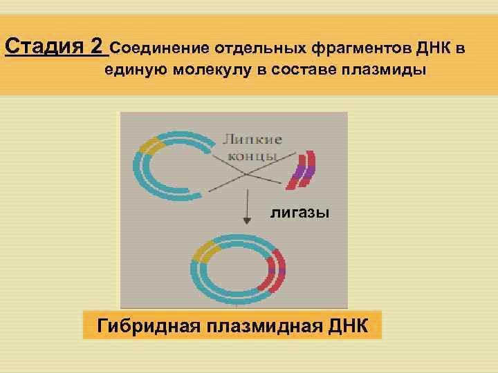 Стадия 2 Соединение отдельных фрагментов ДНК в единую молекулу в составе плазмиды лигазы Гибридная