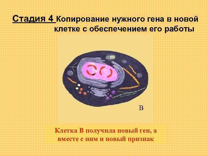 Стадия 4 Копирование нужного гена в новой клетке с обеспечением его работы В Клетка