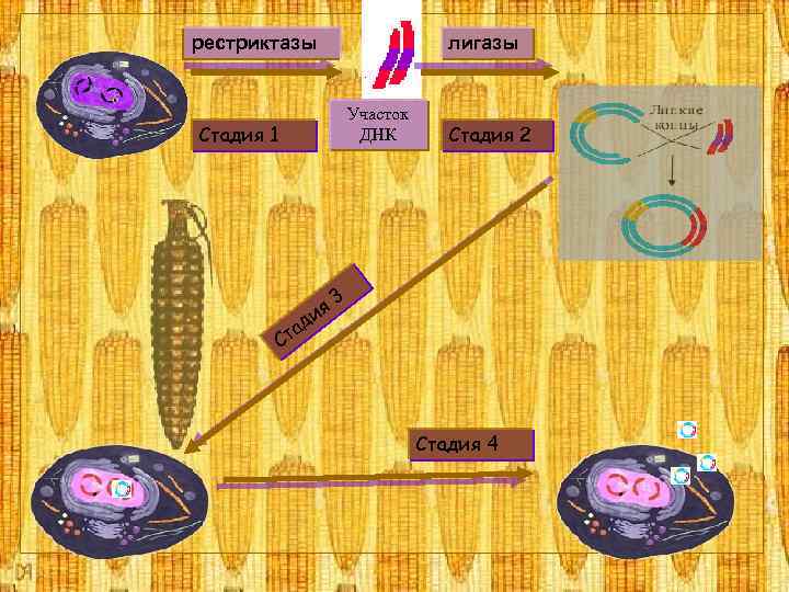 рестриктазы лигазы Участок ДНК Стадия 1 Стадия 2 я 3 и д та С