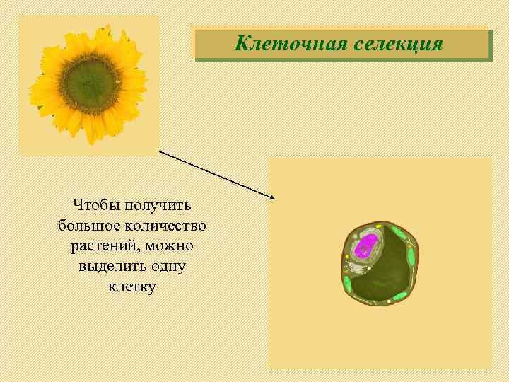 Клеточная селекция Чтобы получить большое количество растений, можно выделить одну клетку 