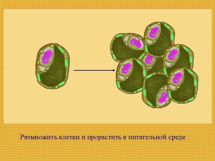 Размножить клетки и прорастить в питательной среде 