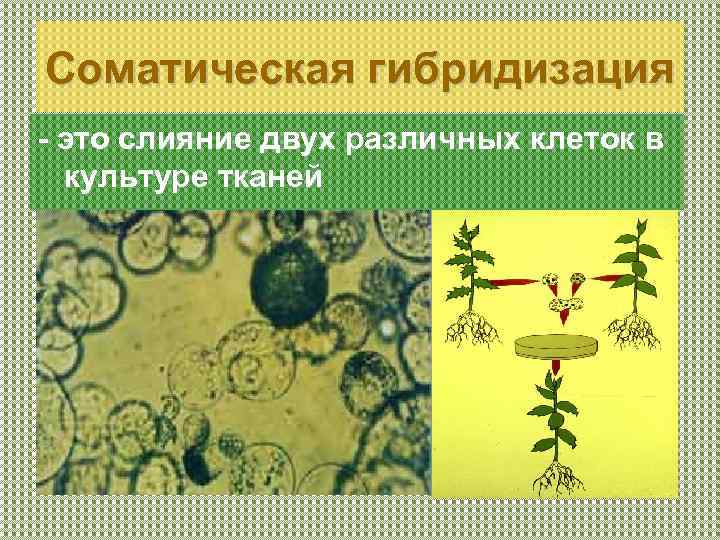 Соматическая гибридизация - это слияние двух различных клеток в культуре тканей 