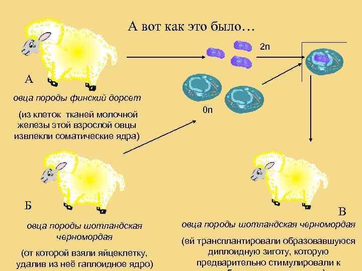 А вот как это было… 2 n А овца породы финский дорсет (из клеток