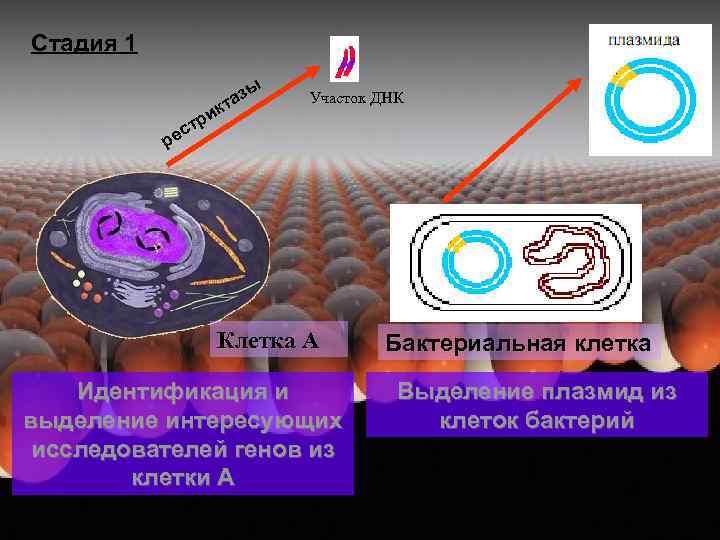 Стадия 1 ы аз т ик тр Участок ДНК с ре Клетка А Идентификация