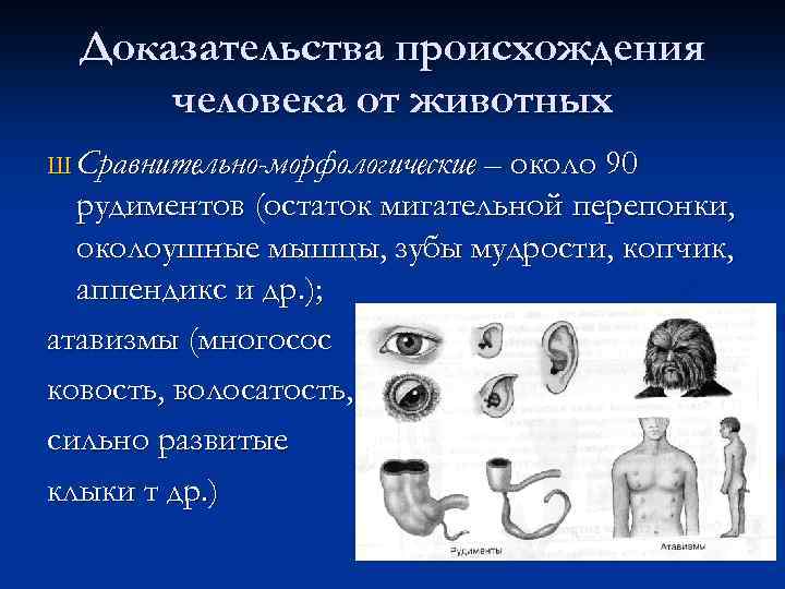 Доказательства происхождения человека от животных Ш Сравнительно-морфологические – около 90 рудиментов (остаток мигательной перепонки,