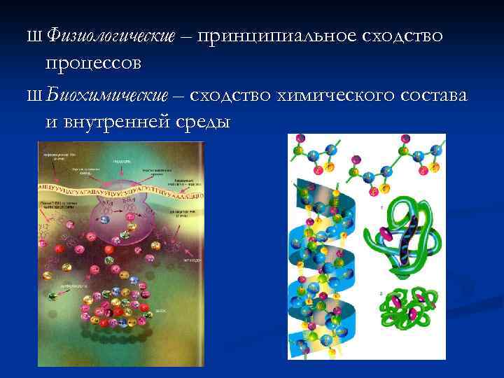 Ш Физиологические – принципиальное сходство процессов Ш Биохимические – сходство химического состава и внутренней