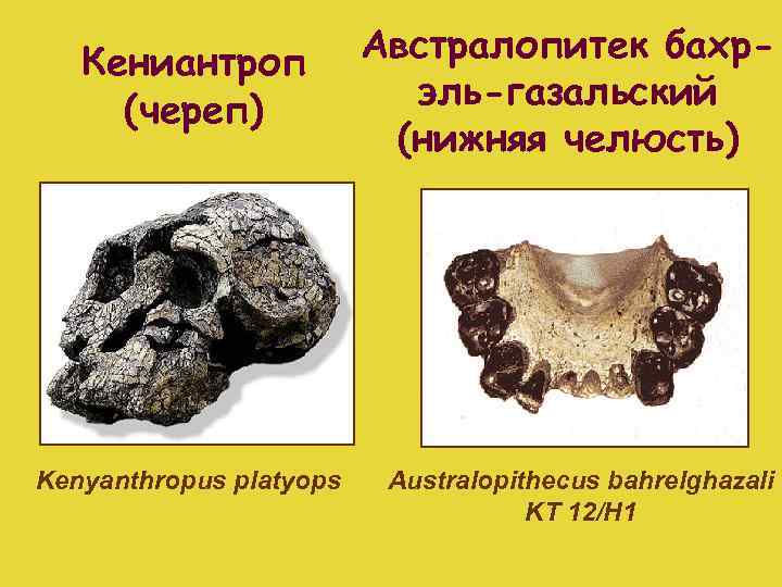 Кениантроп (череп) Kenyanthropus platyops Австралопитек бахрэль-газальский (нижняя челюсть) Australopithecus bahrelghazali KT 12/H 1 