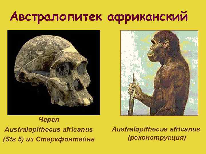 Австралопитек африканский Череп Australopithecus africanus (Sts 5) из Стеркфонтейна Australopithecus africanus (реконструкция) 