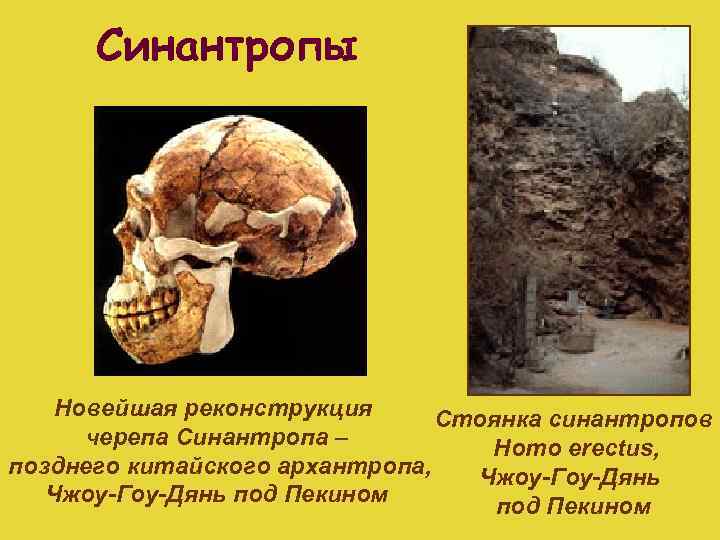 Синантропы Новейшая реконструкция Стоянка синантропов черепа Синантропа – Homo erectus, позднего китайского архантропа, Чжоу-Гоу-Дянь