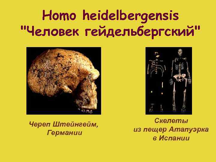 Homo heidelbergensis 